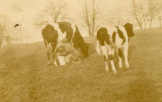 Dojenie krów w Treuburgu.